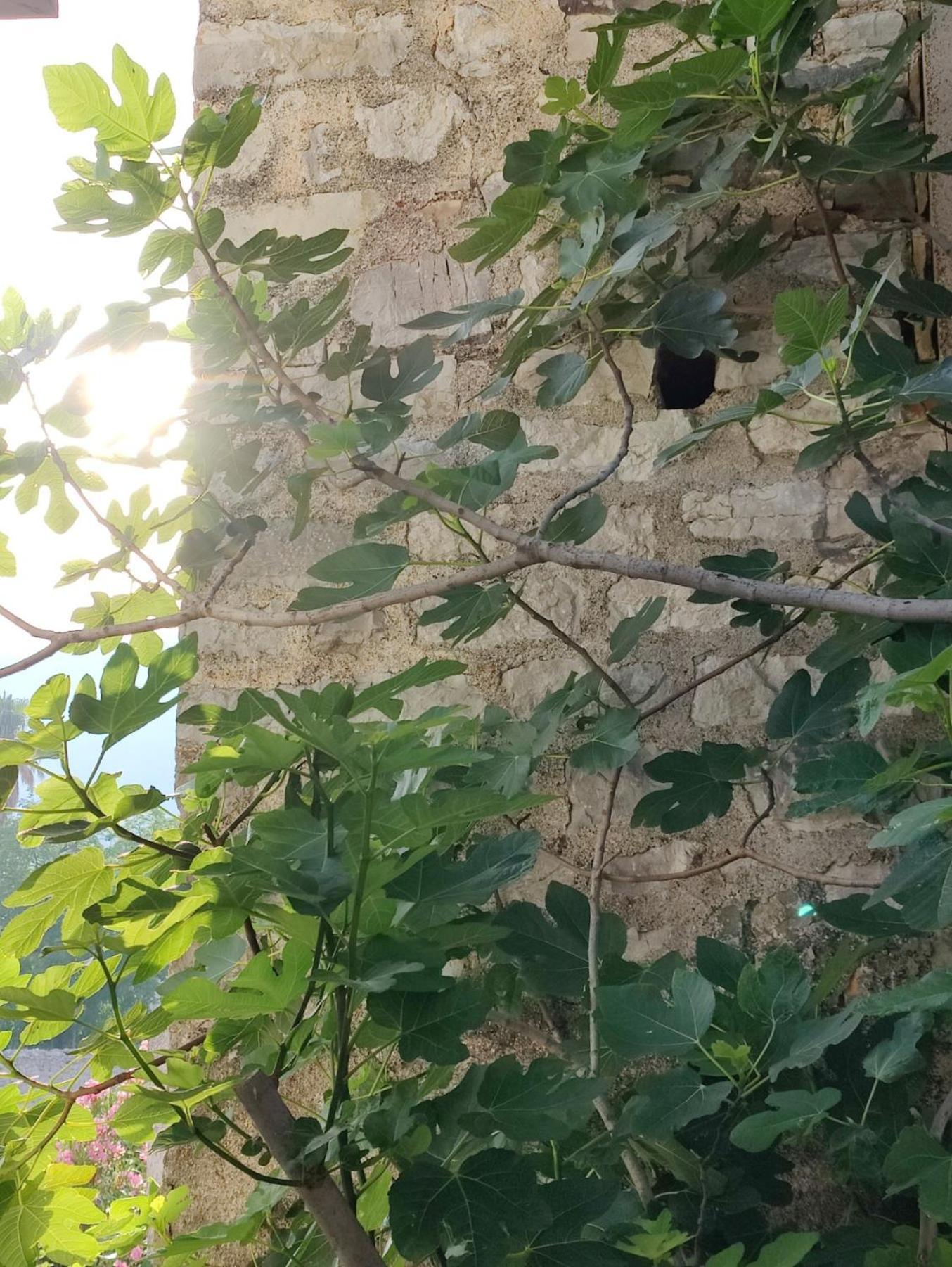 Miro Guesthouse Tivat Exterior foto